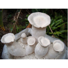Мицелий Вешенки Чаудинский гриб (Pleurotus nebrodensis)